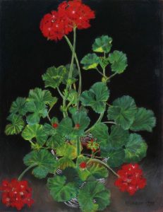 Geranium Presence