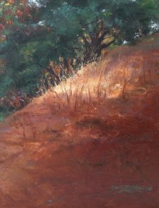 Sunspot on Pine Needle Hill