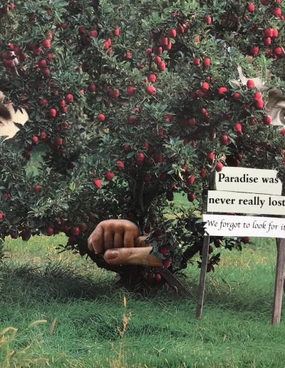 Paradise Found
