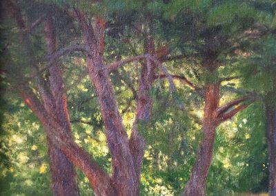 CA Pines w:Last Light